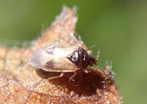 Réf. 327 532 : Orius laticollis